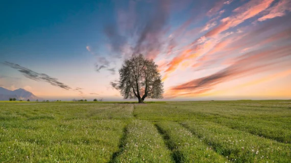 Jasa SEO Website Baru: Tingkatkan Visibilitas Cepat