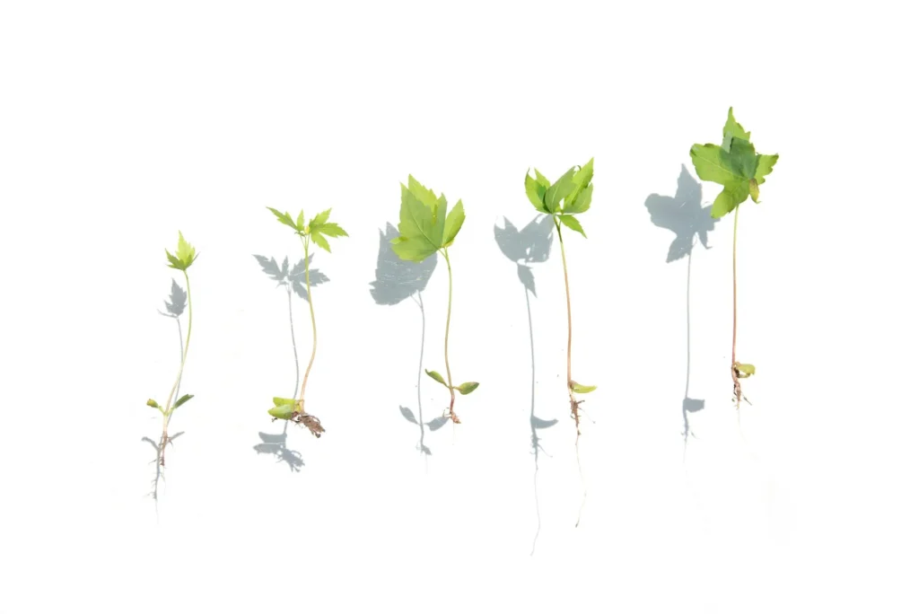 Growth Plant Sprout
